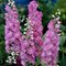 Дельфиниум высокий 'Пинк Индульгенс'  / Delphinium elatum 'Pink Indulgence'